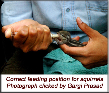Devna Arora - Indian palm squirrel - correct feeding position